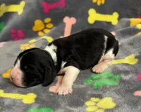 Finley Boy 3, a male English Springer Spaniel for sale in Bristol, SD – Photo 6 of 9