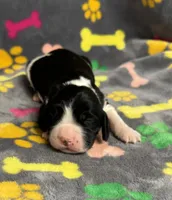 Finley Boy 3, a male English Springer Spaniel for sale in Bristol, SD – Photo 3 of 9