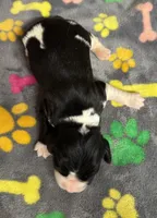 Finley Boy 3, a male English Springer Spaniel for sale in Bristol, SD – Photo 9 of 9