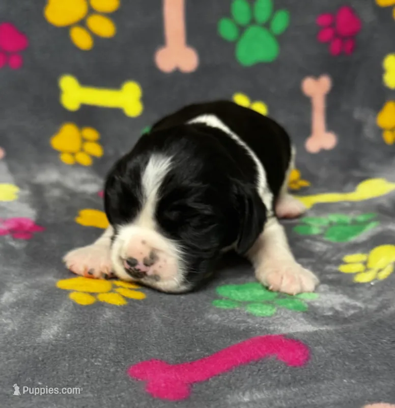 Rylee Boy 8 – English Springer Spaniel puppy for sale in Bristol, SD