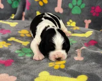 Finley Boy 3, a male English Springer Spaniel for sale in Bristol, SD – 3 of 7