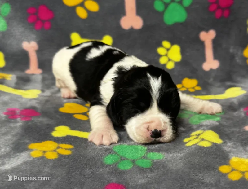 Rylee Boy 5 – English Springer Spaniel puppy for sale in Bristol, SD