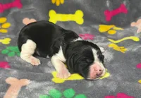 Rylee Boy 8, a male English Springer Spaniel for sale in Bristol, SD – 3 of 6