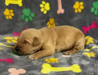 Oakley Boy 4, a male Golden Retriever for sale in Bristol, SD – 4 of 4
