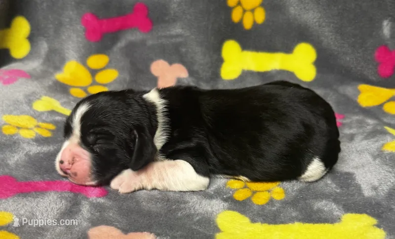 Rylee Boy 8 – English Springer Spaniel puppy for sale in Bristol, SD