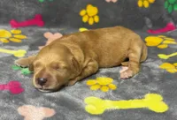 Kady Boy 1, a male Goldendoodle for sale in Bristol, SD – 4 of 5