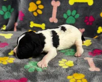Finley Boy 2, a male English Springer Spaniel for sale in Bristol, SD – 3 of 9