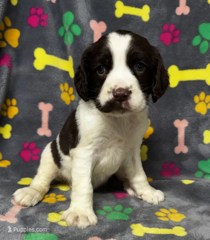 Rylee Boy 1 – English Springer Spaniel puppy for sale in Bristol, SD