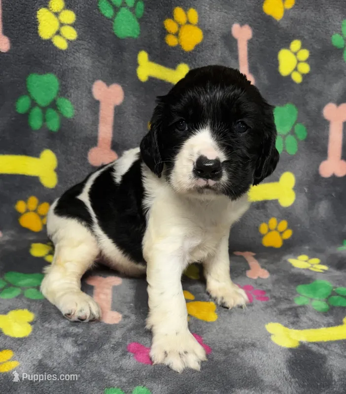 Rylee Boy 4 – English Springer Spaniel puppy for sale in Bristol, SD