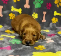 Willow Girl 1, a female Golden Retriever for sale in Bristol, SD – 4 of 5