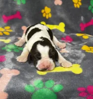 Rylee Boy 2, a male English Springer Spaniel for sale in Bristol, SD – 4 of 6
