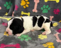 Finley Boy 3, a male English Springer Spaniel for sale in Bristol, SD – 2 of 7