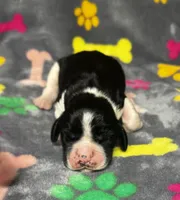 Rylee Boy 8, a male English Springer Spaniel for sale in Bristol, SD – 6 of 6