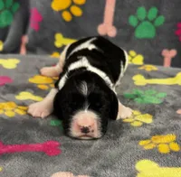 Finley Boy 4, a male English Springer Spaniel for sale in Bristol, SD – 2 of 7