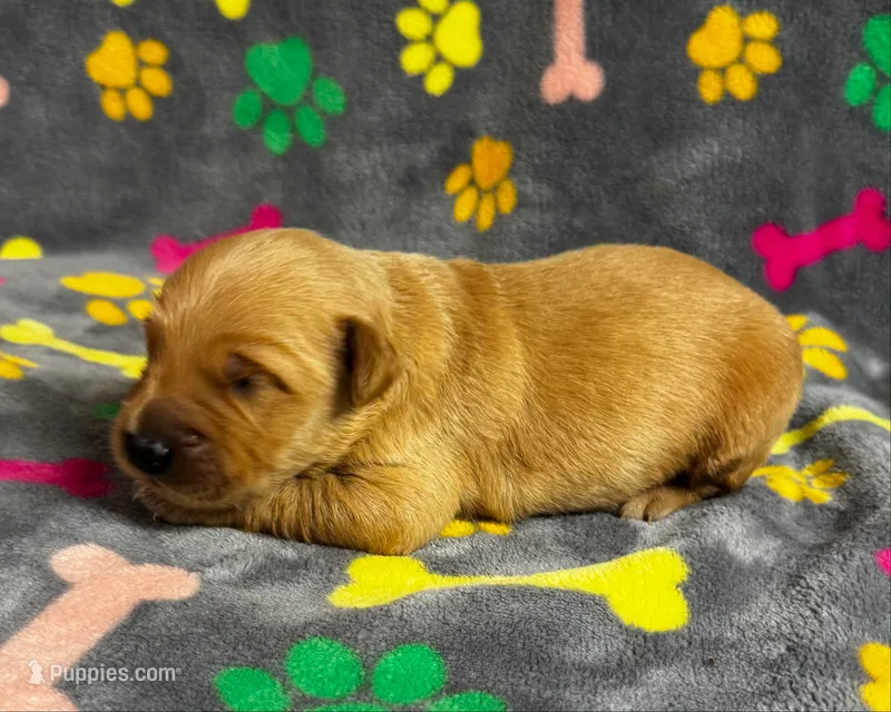 Oakley Boy 4 – Golden Retriever puppy for sale in Bristol, SD