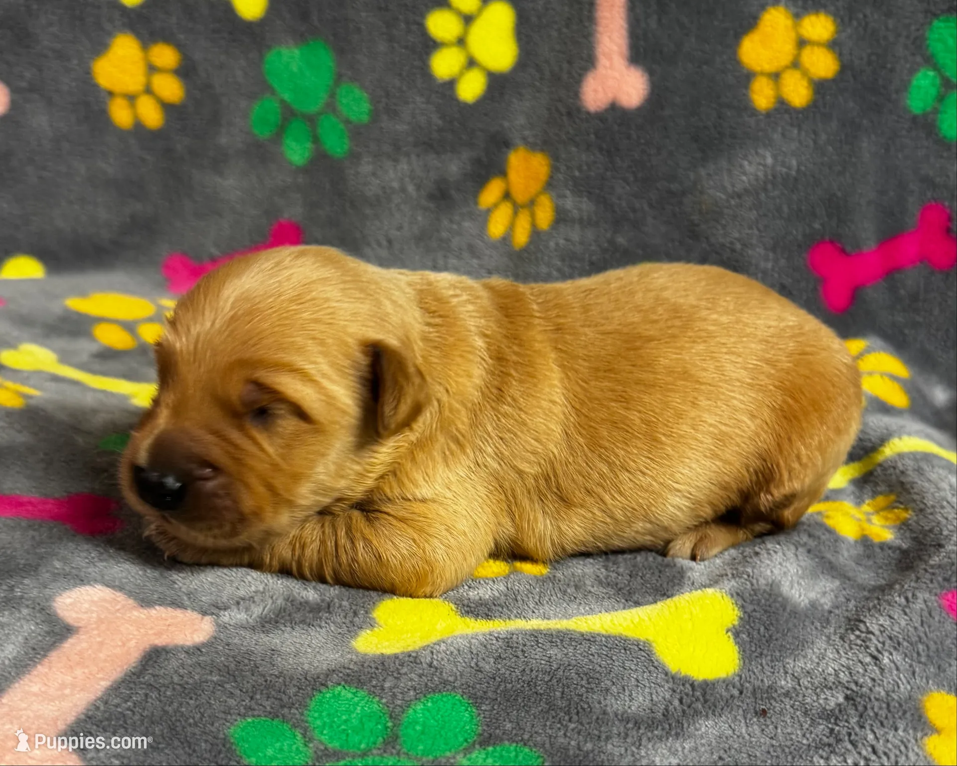 Oakley Boy 4, a male Golden Retriever for sale in Bristol, SD – 1 of 4