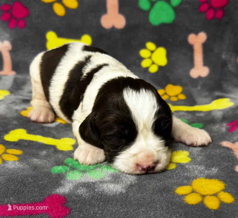Rylee Boy 2 – English Springer Spaniel puppy for sale in Bristol, SD