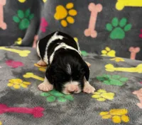 Finley Boy 4, a male English Springer Spaniel for sale in Bristol, SD – 4 of 7