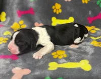 Rylee Boy 6, a male English Springer Spaniel for sale in Bristol, SD – 3 of 8