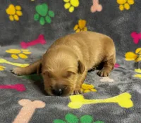 Oakley Boy 4, a male Golden Retriever for sale in Bristol, SD – 2 of 4