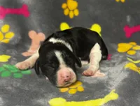 Rylee Boy 8, a male English Springer Spaniel for sale in Bristol, SD – 4 of 6