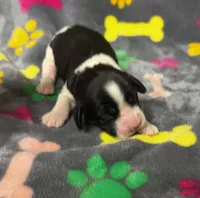 Rylee Boy 6, a male English Springer Spaniel for sale in Bristol, SD – 2 of 8