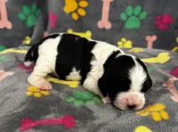 Finley Boy 3, a male English Springer Spaniel for sale in Bristol, SD – 7 of 7