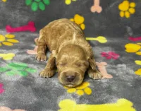 Kady Girl 2, a female Goldendoodle for sale in Bristol, SD – 6 of 6