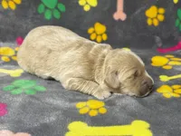 Kady Girl 1, a female Goldendoodle for sale in Bristol, SD – 5 of 5