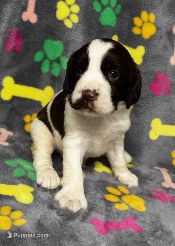 Rylee Boy 1 – English Springer Spaniel puppy for sale in Bristol, SD