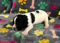 Finley Boy 2, a male English Springer Spaniel for sale in Bristol, SD – 9 of 9