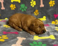 Oakley Boy 3, a male Golden Retriever for sale in Bristol, SD – 1 of 3