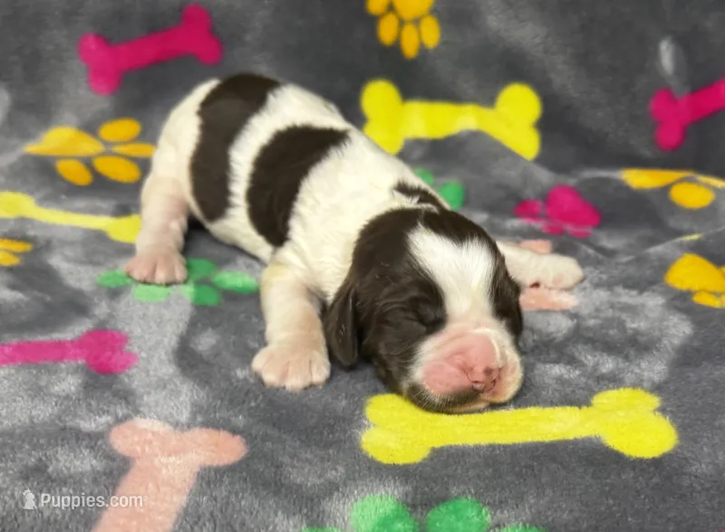 Rylee Boy 2 – English Springer Spaniel puppy for sale in Bristol, SD
