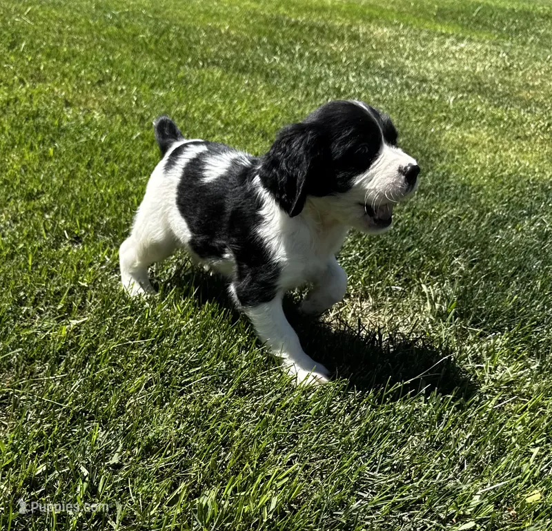 Rylee Boy 6 – English Springer Spaniel puppy for sale in Bristol, SD