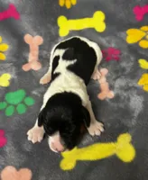 Rylee Boy 5, a male English Springer Spaniel for sale in Bristol, SD – 5 of 6