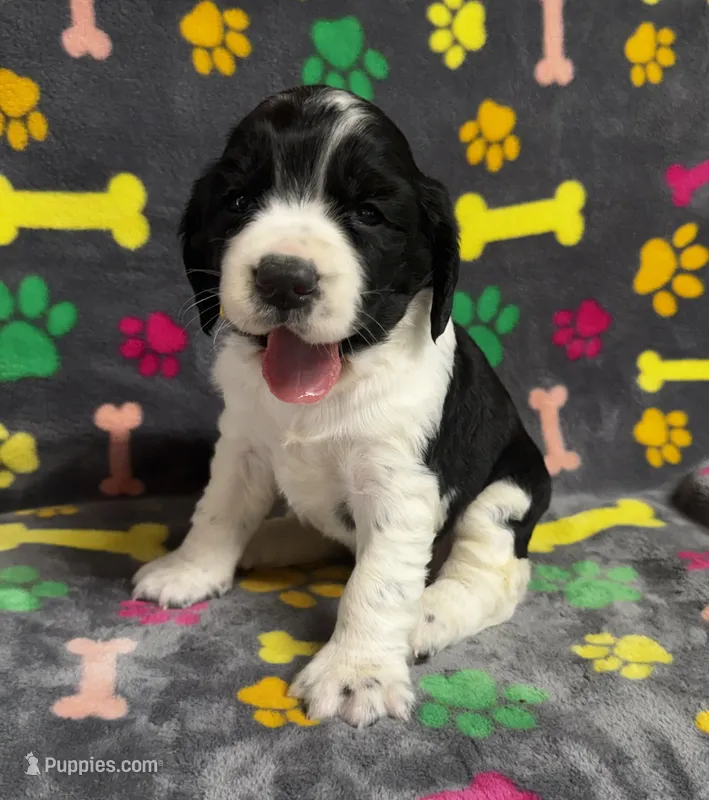 Finley Boy 2 – English Springer Spaniel puppy for sale in Bristol, SD