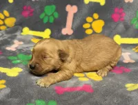 Oakley Girl 2, a female Golden Retriever for sale in Bristol, SD – Photo 1 of 5