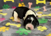 Finley Boy 2, a male English Springer Spaniel for sale in Bristol, SD – Photo 6 of 8