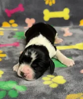 Finley Boy 2, a male English Springer Spaniel for sale in Bristol, SD – Photo 3 of 8