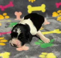 Finley Boy 2, a male English Springer Spaniel for sale in Bristol, SD – Photo 2 of 8