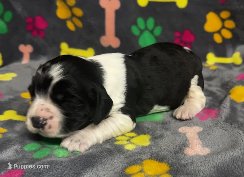 Finley Boy 2 – English Springer Spaniel puppy for sale in Bristol, SD