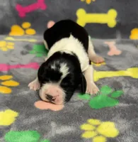 Finley Boy 2, a male English Springer Spaniel for sale in Bristol, SD – Photo 1 of 8