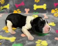 Finley Boy 2, a male English Springer Spaniel for sale in Bristol, SD – Photo 4 of 8