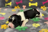 Finley Boy 2, a male English Springer Spaniel for sale in Bristol, SD – Photo 7 of 8