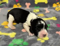 Finley Boy 2, a male English Springer Spaniel for sale in Bristol, SD – Photo 5 of 8