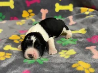 Finley Boy 2, a male English Springer Spaniel for sale in Bristol, SD – Photo 8 of 8