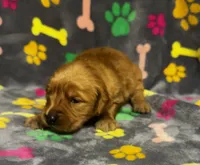 Willow Girl 2, a female Golden Retriever for sale in Bristol, SD – 5 of 5