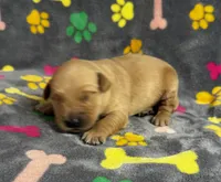 Oakley Boy 4, a male Golden Retriever for sale in Bristol, SD – 3 of 4