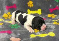 Rylee Boy 5, a male English Springer Spaniel for sale in Bristol, SD – 1 of 6