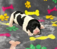 Rylee Boy 5, a male English Springer Spaniel for sale in Bristol, SD – 2 of 6